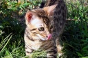 Tongue Talent