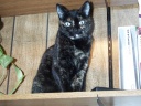 Neko 10/1989 to 7/11/2012