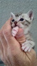 Boots, our Foster Kitty