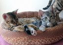 Random Cat Toys
