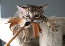 Random Cat Toys