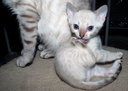 Random Cat Toys