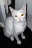 Lilly