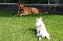 Other People's Pets