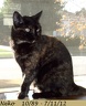 Kitties Passed