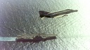 MAG 70 - Iranian Crisis